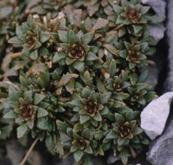 Notothlaspi australe with numerous rosettes.
 Image: P.B. Heenan © Landcare Research 2019 CC BY 3.0 NZ